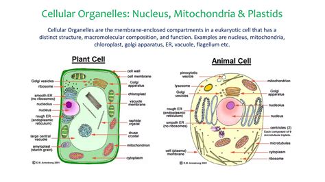 Cellular Organelles Nucleus Mitochondria And Plastids Ppt