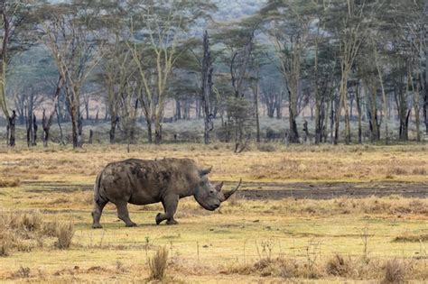 Premium Photo | White rhino large horn in kenya africa