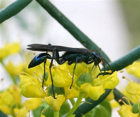 Maryland Biodiversity Project Blue Mud Wasp Chalybion Californicum