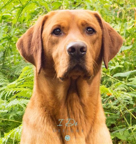 Fox Red Labrador Puppies For Sale Manchester