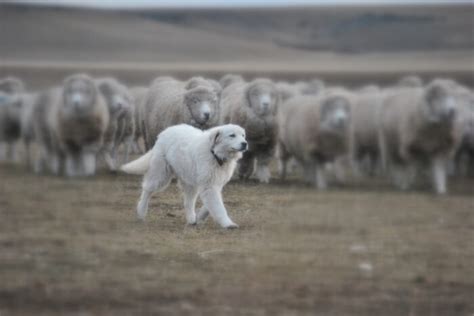 Iriani los perros pastores que cuidan ovejas evitaría el