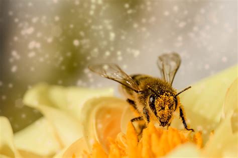 Ai Robot Bees Save Insects From Extinction Dogtown Media