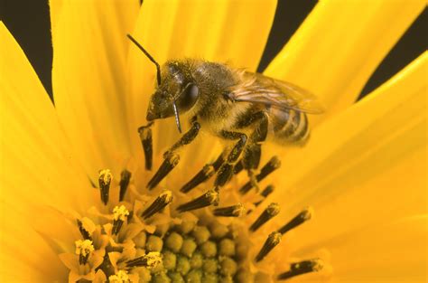 Honey bee colonies are healthier and more productive in non-crop fields