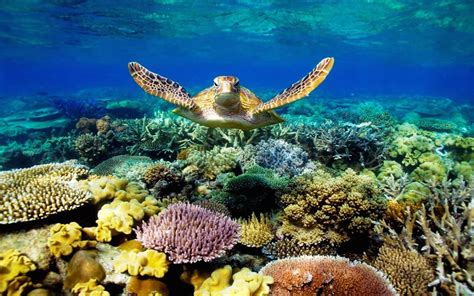 Sea Turtle Desktop Wallpapers - Top Free Sea Turtle Desktop Backgrounds ...