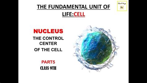 Nucleus I Cell The Fundamental Unit Of Life I Class 9th I Chapter 5 I Class 9th I Cbse I Ncert