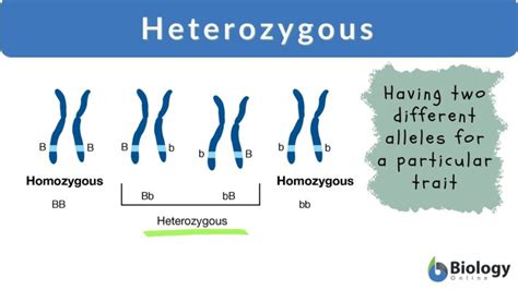 Heterozygous - Definition and Examples - Biology Online Dictionary