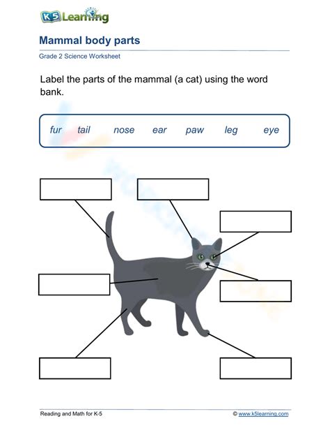 Mammal Body Parts Worksheet