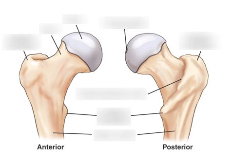 proximal femur diagram quizlet