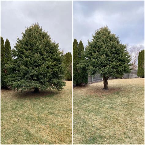 Trim off lower branches on Pine Trees? | Lawn Care Forum