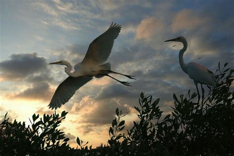 tang cuong bao ve chim hoang da chim  cu tin tuc chan nuoi tap