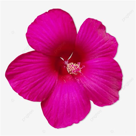 Flores Fucsia Png Vectores Psd E Clipart Para Descarga Gratuita The