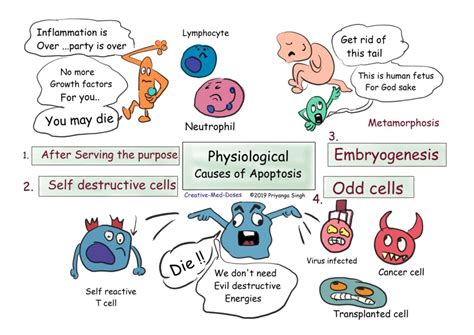 Apoptosis The Programmed Cell Death Creative Med Doses