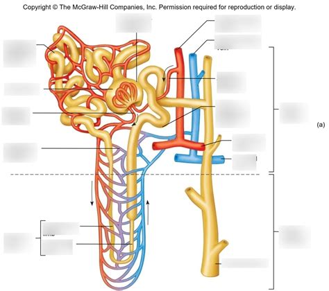 Label The Parts Of A Nephron