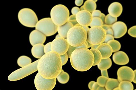 Us Reports Cases Of Fatal Fungal Infection Sfgate