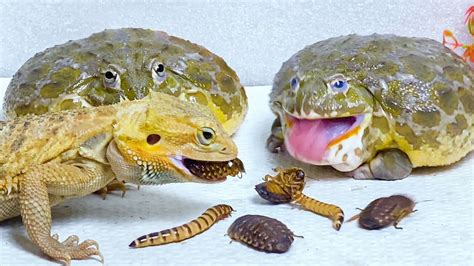 Bearded Dragon African Bullfrog Tries To Eat Cockroach And Worms