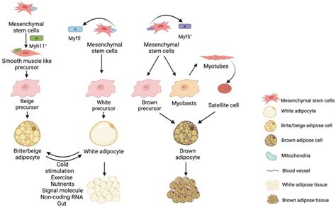 Ijms Free Full Text Factors Associated With White Fat Browning New