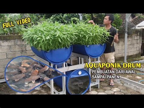 Membuat Aquaponik Drum Pelihara Ikan Lele Menanam Kangkung Di Kebun