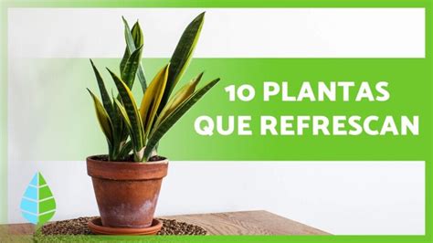 Refresca tu hogar con plantas Descubre cómo crear un ambiente verde y