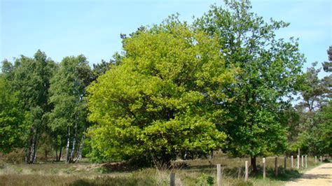 Zomereik Quercus Robur