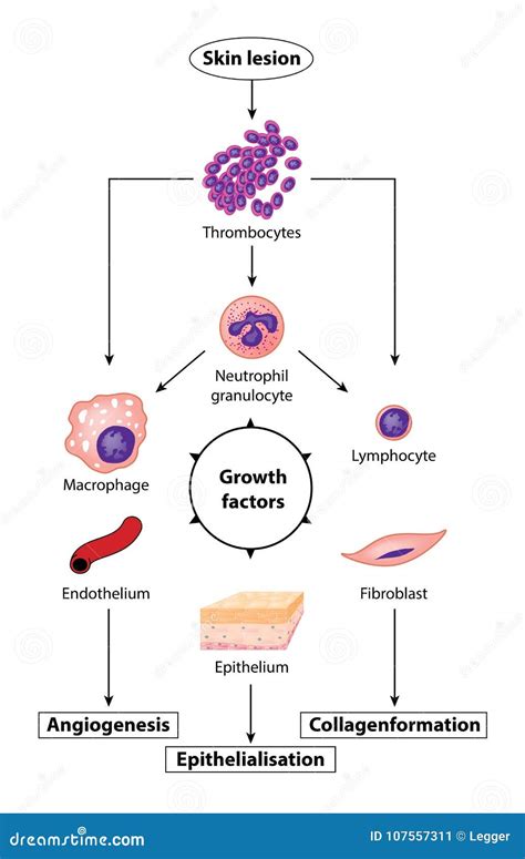 Growth Factors in Tissue Growth Stock Vector - Illustration of neutrophil, epithelialization ...