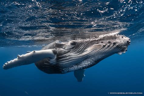 La Baleine Bosse Topdive