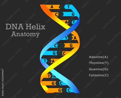 Dna Helix Model Anatomy Dna Spiral Structure Covalent Bands