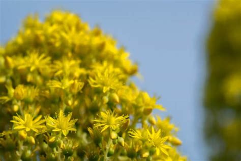 Aeonium Arboreum Care: Varieties, Propagation & More!