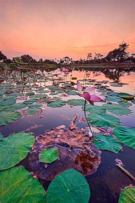 Cyberjaya Lake Garden Lotus Part 02 Lake Garden Beautiful