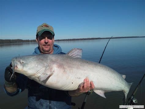 James River Catfishing Guide Guide Service For Blue Catfish On The