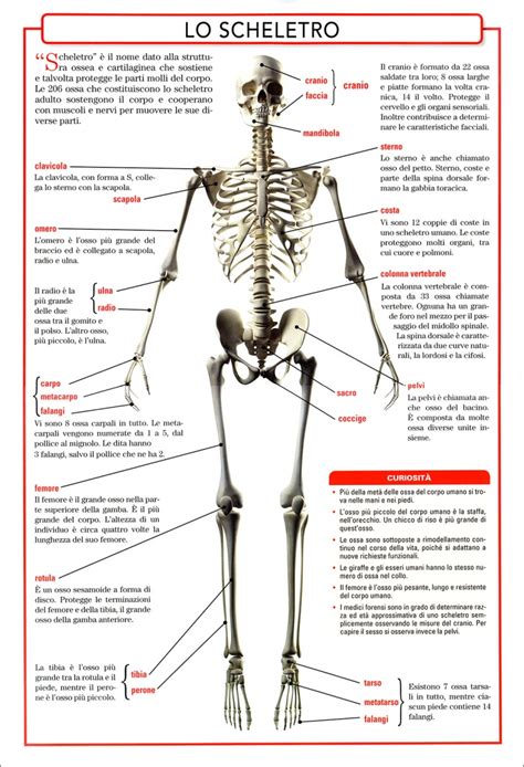 Anatomia Del Corpo Umano