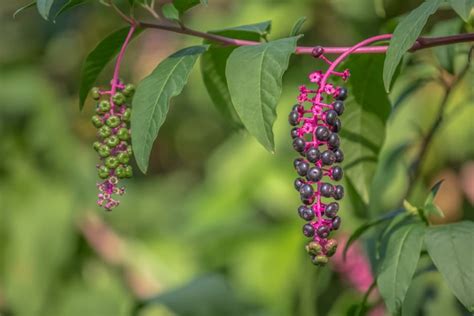 How To Identify Common Wild Berries Farmers Almanac