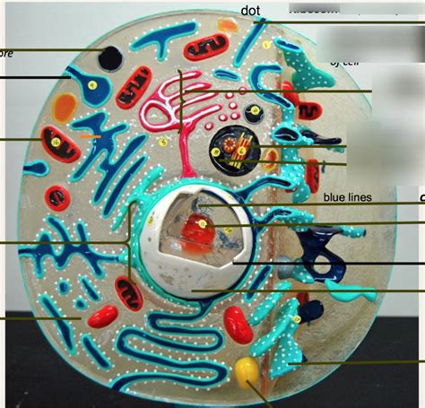 Lab 3 Part 1 The Cell Diagram Quizlet