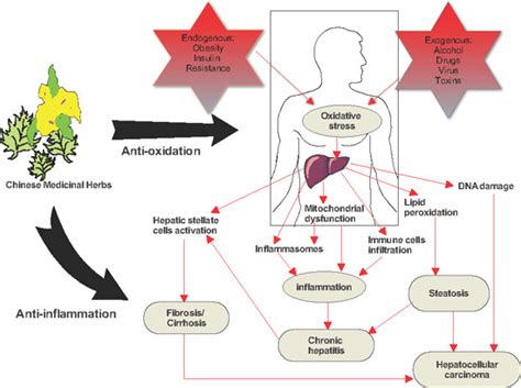 IJMS Free Full Text Hepatoprotective Effects Of Chinese Medicinal