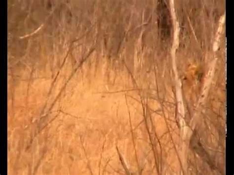 Moriti Private Safaris Lion Kill In Kruger National Park YouTube