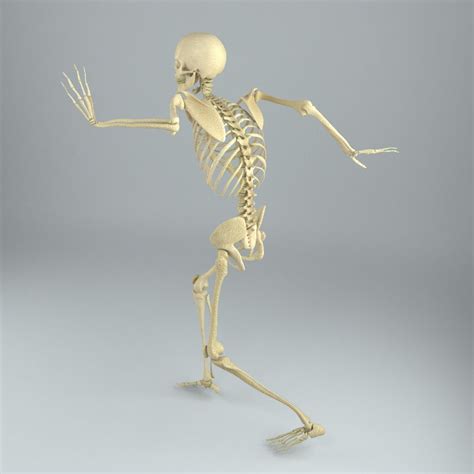 Human Male Skeleton Rigged Mr Vr D Model Max Fbx Ds Free D