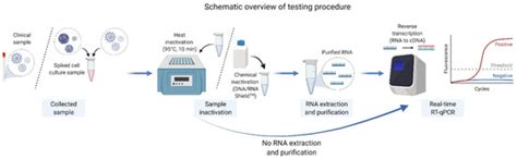 Direct Viral Rna Detection Of Sars Cov 2 And Denv In Inactivated