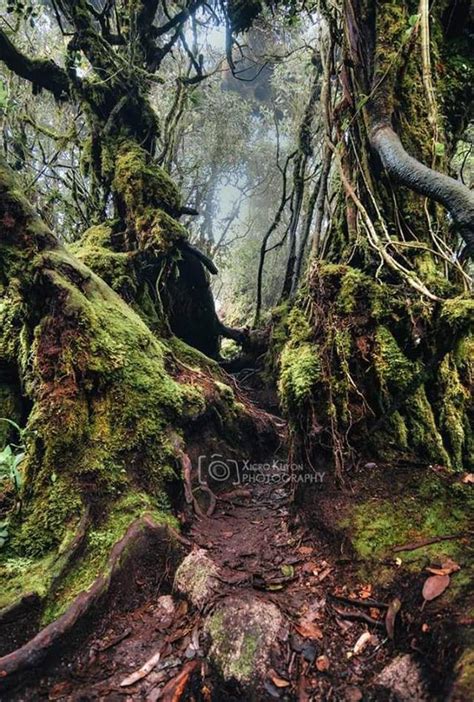 馬來西亞金馬倫高原上神秘而唯美的秘境苔蘚森林—mossy Fores 每日頭條