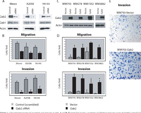 Figure 4 From Tumorigenesis And Neoplastic Progression Gab 2 Mediated