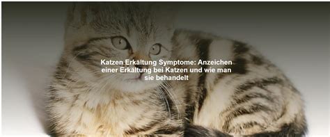 Katzen Erk Ltung Symptome Anzeichen Einer Erk Ltung Bei Katzen Und