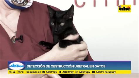 C Mo Detectar Una Obstrucci N Uretral En Tu Gato Ensiestados Abc Color