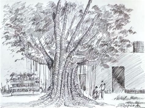 Banyan Tree Picture Drawing I Tonight Just Was Told That The Tree I