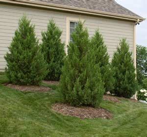 Juniper spreading or upright - Pruning, Winter Care and - Hawks Landscape, Inc.