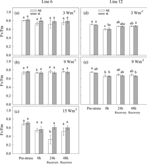 Maximum Quantum Yield Fv Fm In Of Transgenic And Wild Type Tobacco Download Scientific