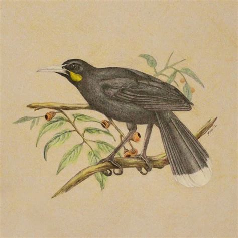 all things creative: Huia Bird - finished