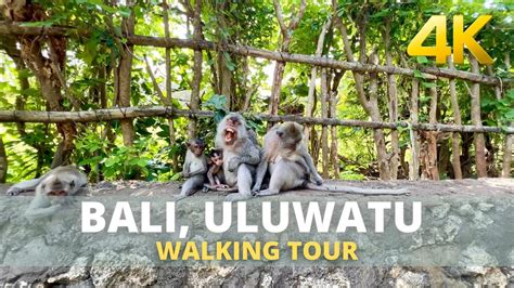 Uluwatu Bali Indonesia Best Park With Monkeys On The Bluff K Virtual