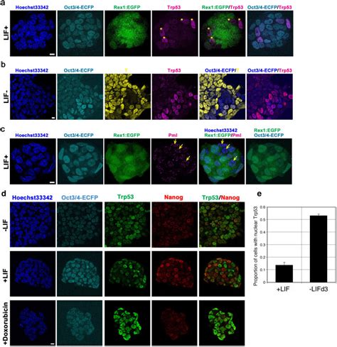 A Trp Expression In Undifferentiated Es Cells Ocrg Es Cells