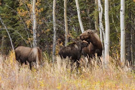 Mother Moose with Calves in High Grass in Alaska Stock Image - Image of calf, wilderness: 168327275