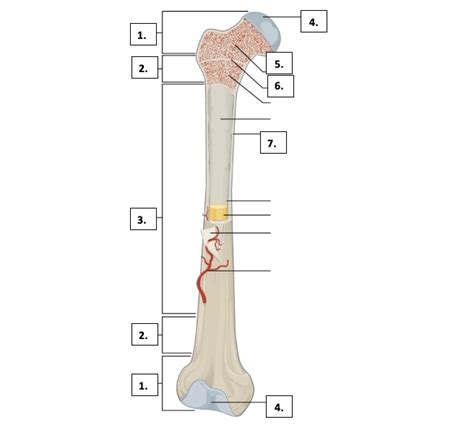 long bone diagram Diagram | Quizlet