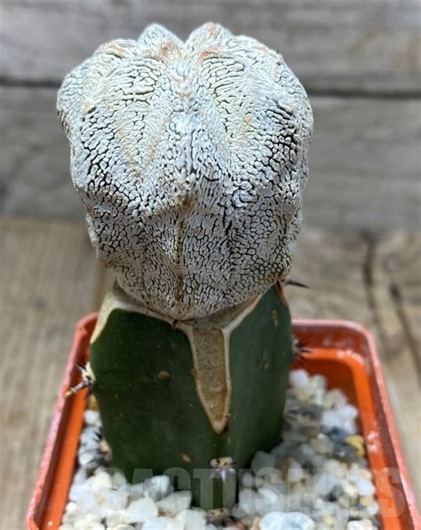 SHPR13706 Astrophytum myriostigma cv Onzuka grafted Кактус онлайн