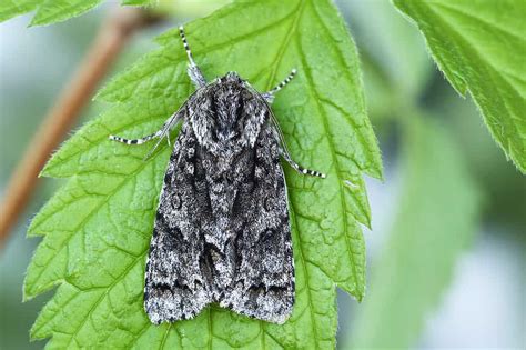 Black and Brown Caterpillar: What Could It Be? - A-Z Animals